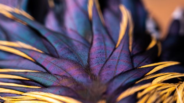 Feathers. Indian rooster feathers. Indian Breed.