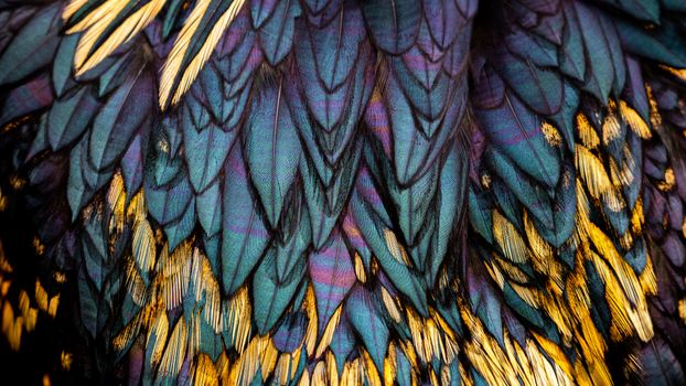 Feathers. Indian rooster feathers. Indian Breed.