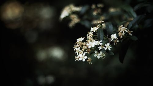 White Flowers Photo