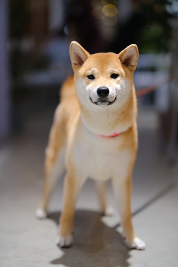 Portrait Of A Shiba Dog 