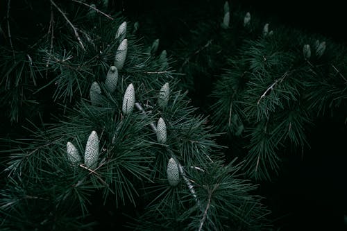 Cones on Cedar Tree Branches