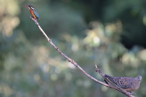 A Dove and a Kingfisher on a Branch 