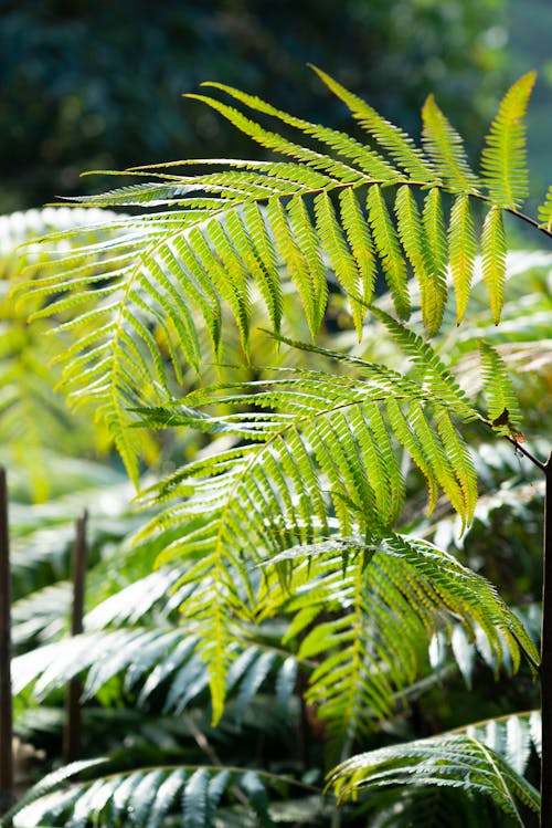 Kostnadsfri bild av frodig lövverk, fronds, gröna löv