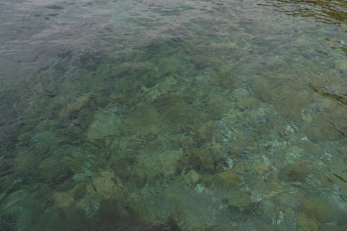 ada, arka fon, balık içeren Ücretsiz stok fotoğraf