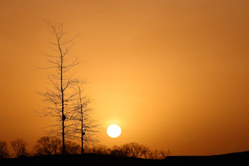 Silhouettes of Trees at Golden Hour