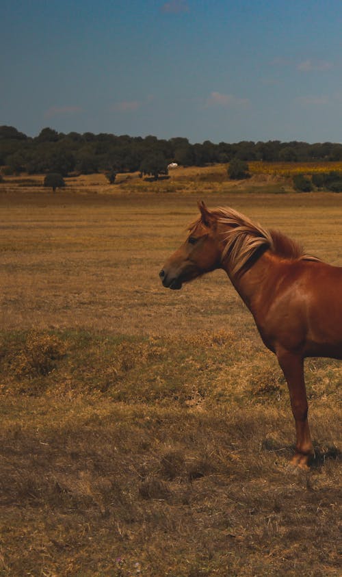 Kostenloses Stock Foto zu außerorts, blauer himmel, braunes pferd
