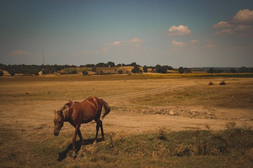 Бесплатное стоковое фото с выпас, животное, коричневая лошадь