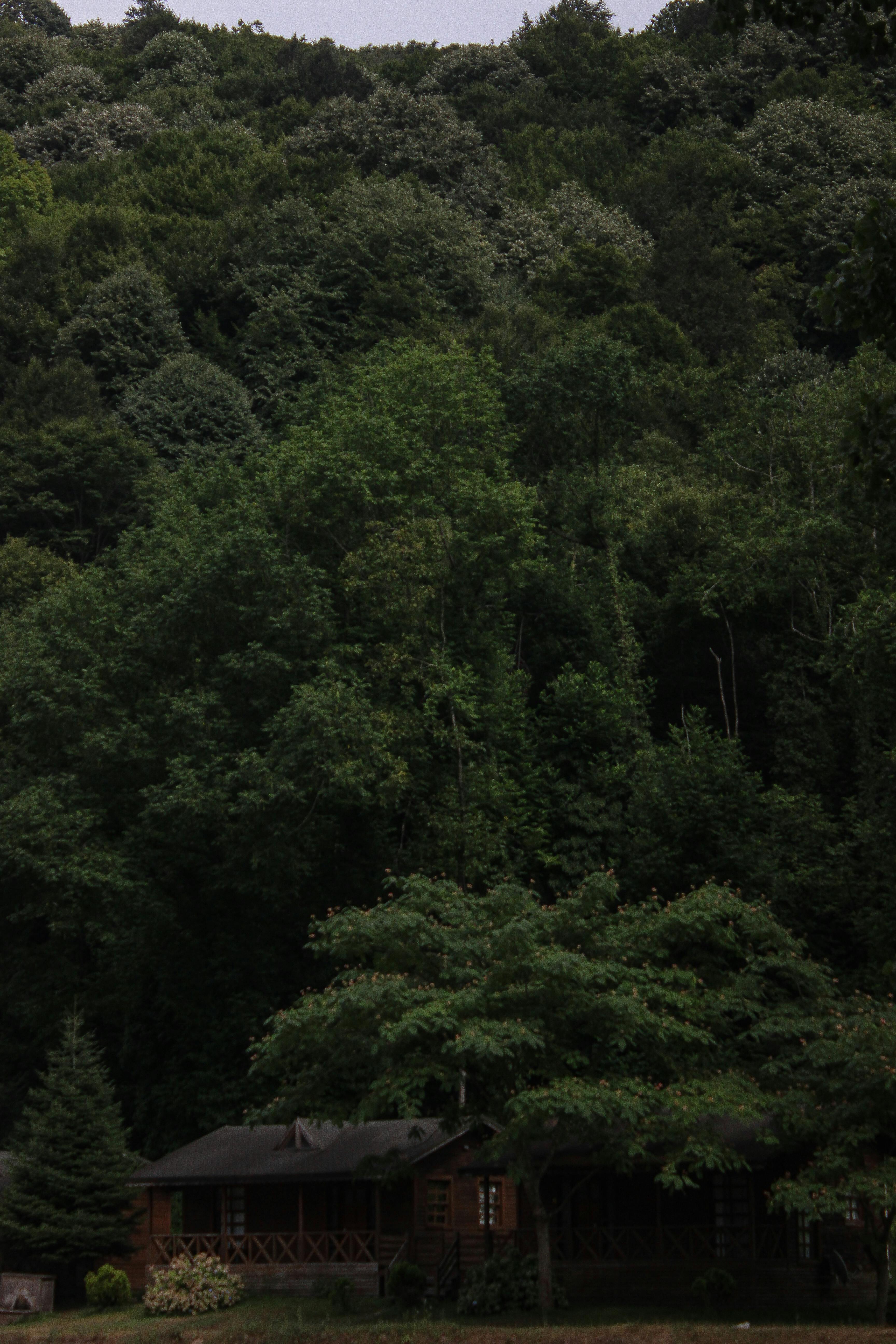 Treehouses in a Forest · Free Stock Photo