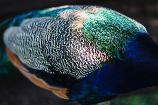 Close-up of a Peacock 