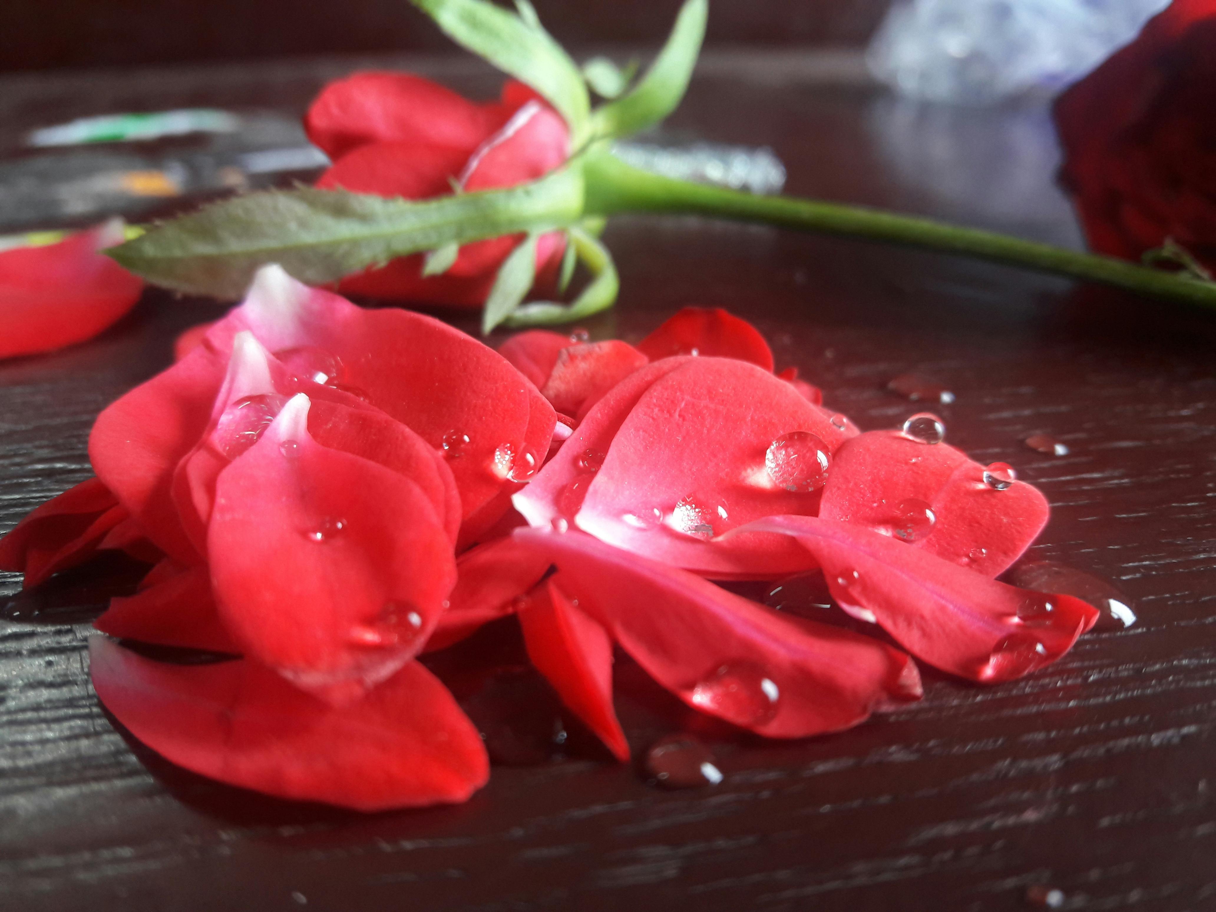 Free stock photo of beautiful flowers, Red Rose, water droplets