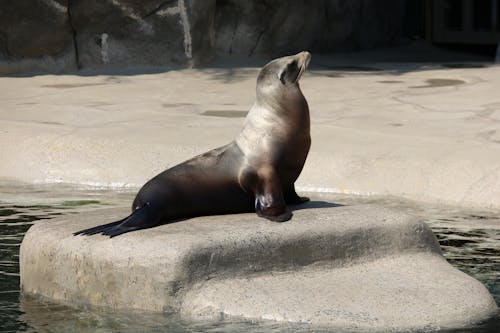 Free Seal Sitting on a Rock Stock Photo
