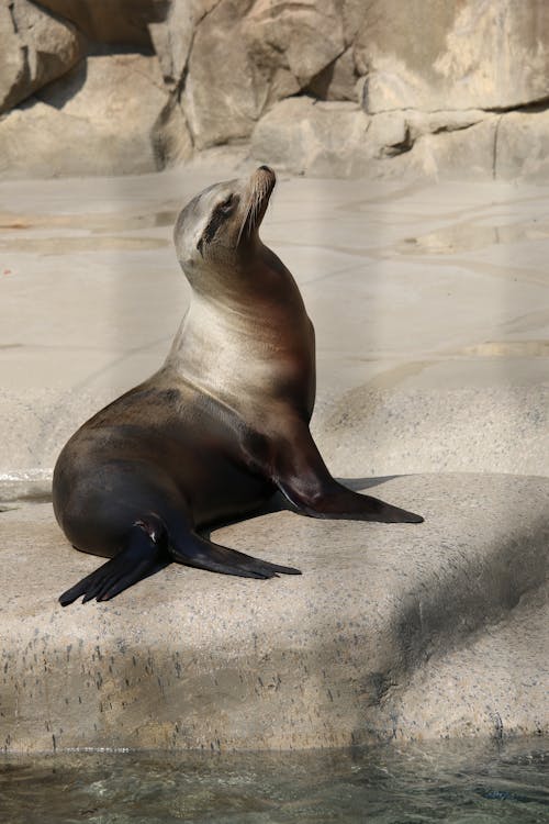 Close up of Seal