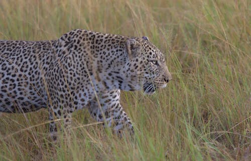 бесплатная Бесплатное стоковое фото с африканская дикая природа, африканский леопард, большая пятерка Стоковое фото