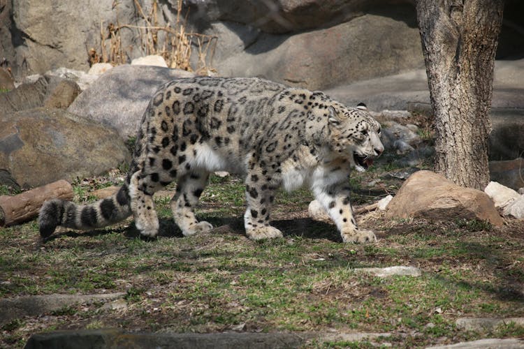 Cheetah On Grass