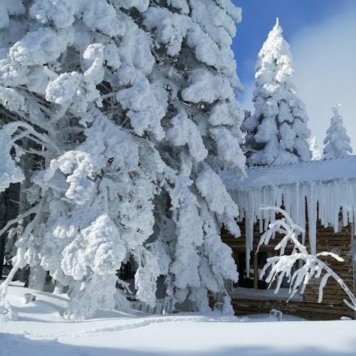 Snow on Evergreen Trees