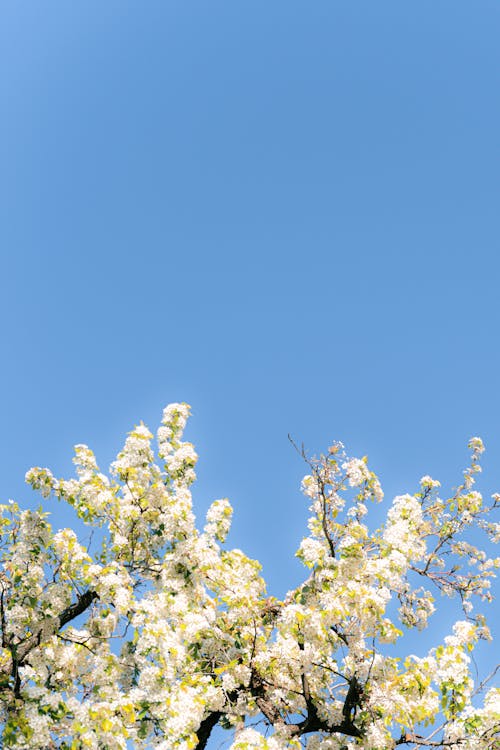 Photos gratuites de branches, ciel bleu, fleurs blanches