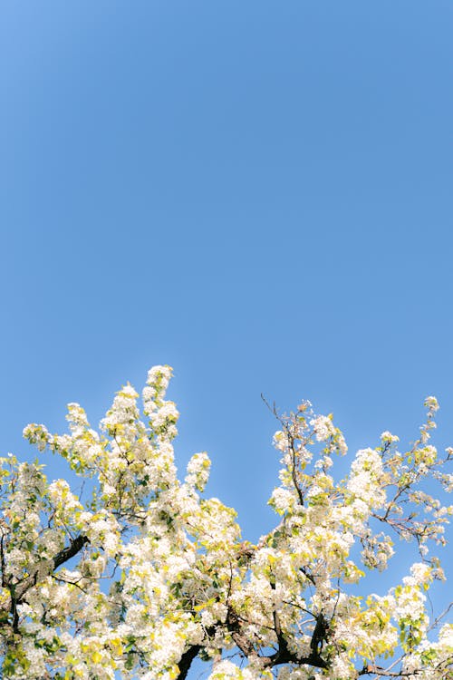 Gratis arkivbilde med bakgrunnsbilde, blå himmel, epletre