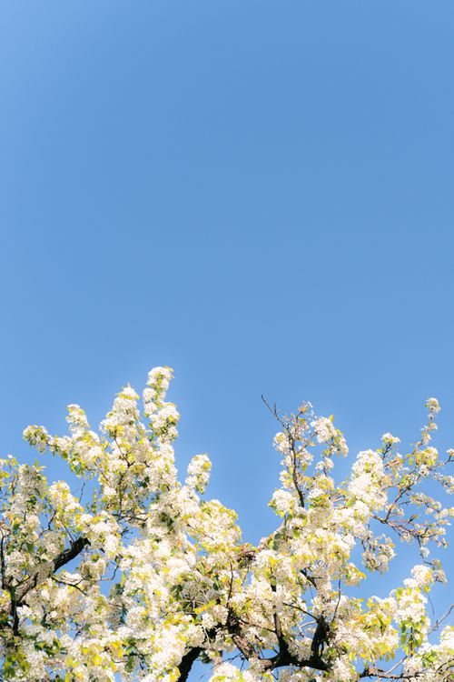 Free White blossoms of an apple tree reaching into a vibrant blue sky, capturing spring's natural beauty. Stock Photo
