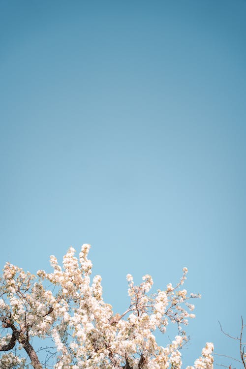 Blossoms under Blue Sky