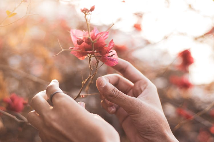 Hands Holding A Flower