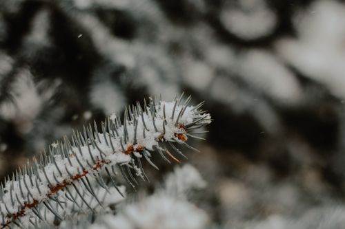 Free A detailed close-up of a snow-covered evergreen branch in winter. Stock Photo