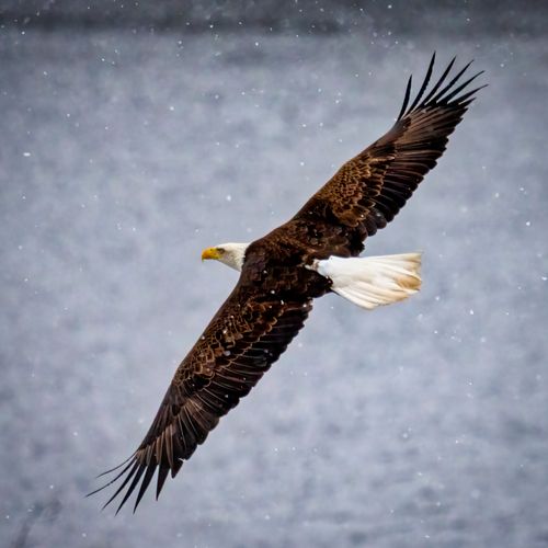 Free A bald eagle gracefully flies through the snowy sky, showcasing nature's beauty and power. Stock Photo