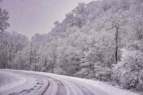 Imagine de stoc gratuită din arbori, codru, drum