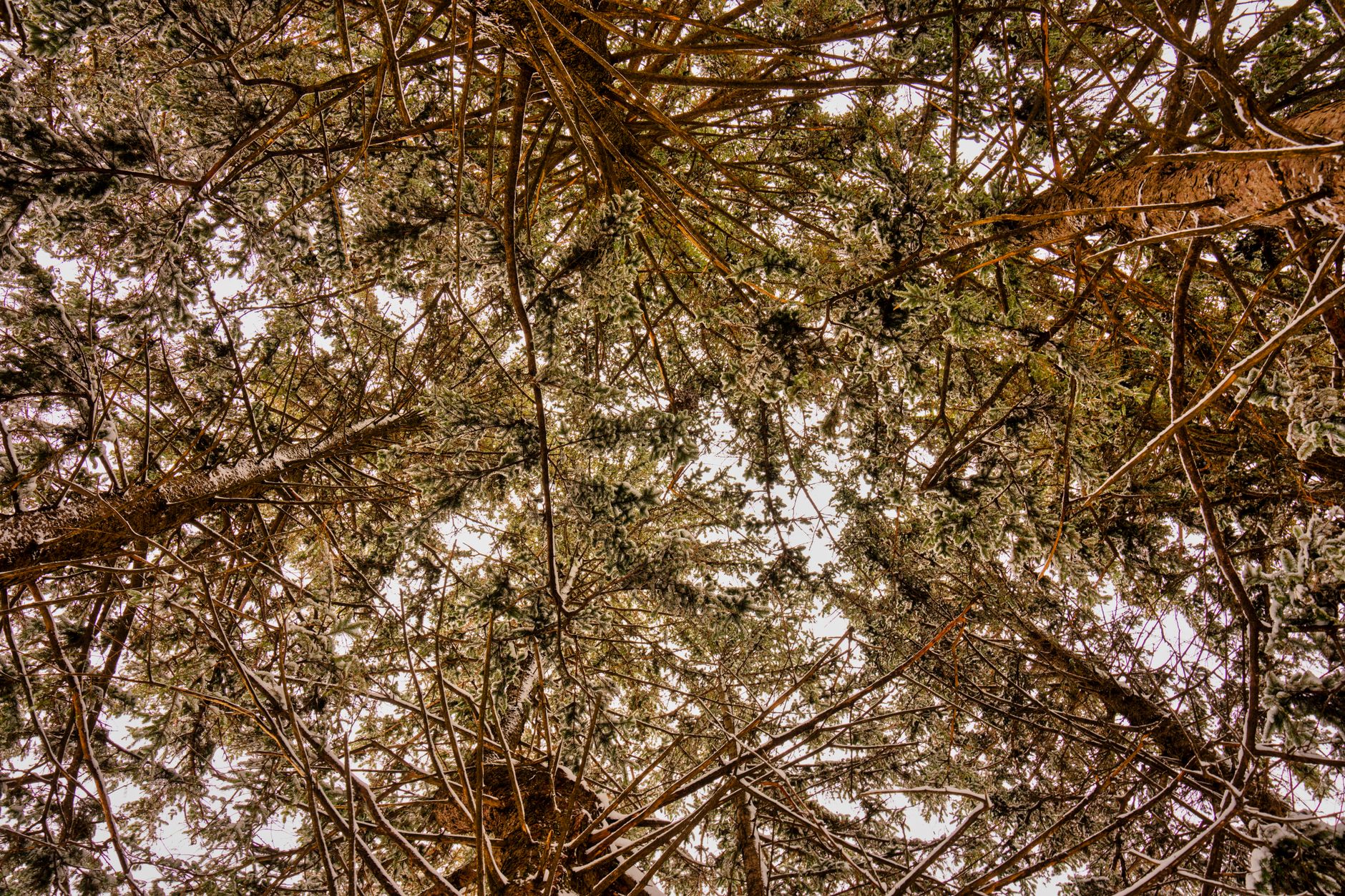 A serene view of a snow-covered forest canopy in winter, Plainview, MN.