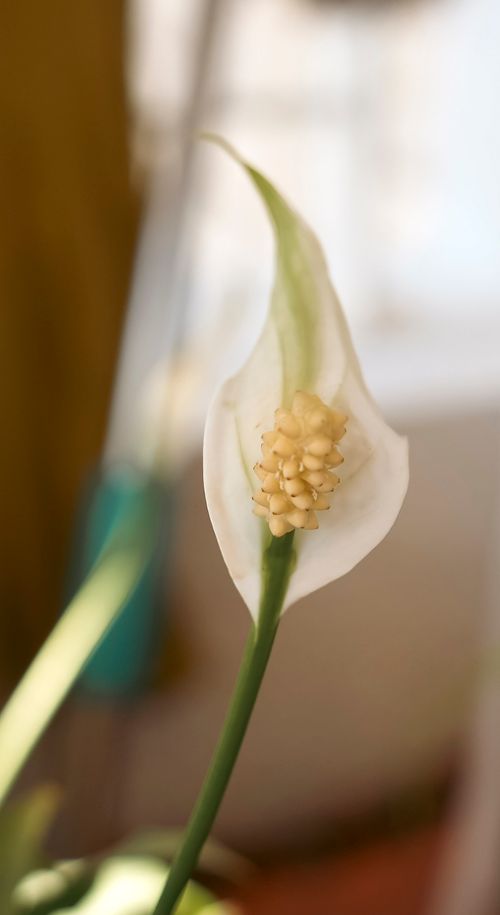 Free Beautiful peace lily flower close-up showcasing its natural elegance and delicate petals indoors. Stock Photo