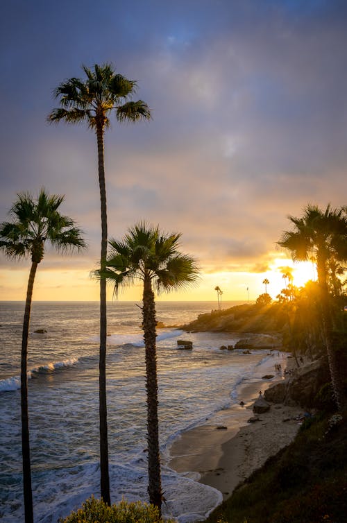 Exotic Beach with Palm Trees at Sunrise