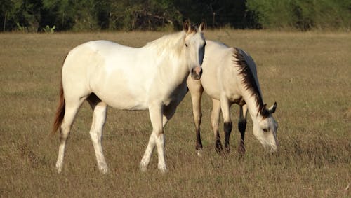 Gratis stockfoto met paarden in het veld, witte paarden