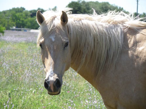 Gratis stockfoto met Close-up van paard, paard, palomino hohse
