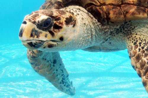 Gratis stockfoto met bedreigde schildpad, schildpad, zeeschildpad