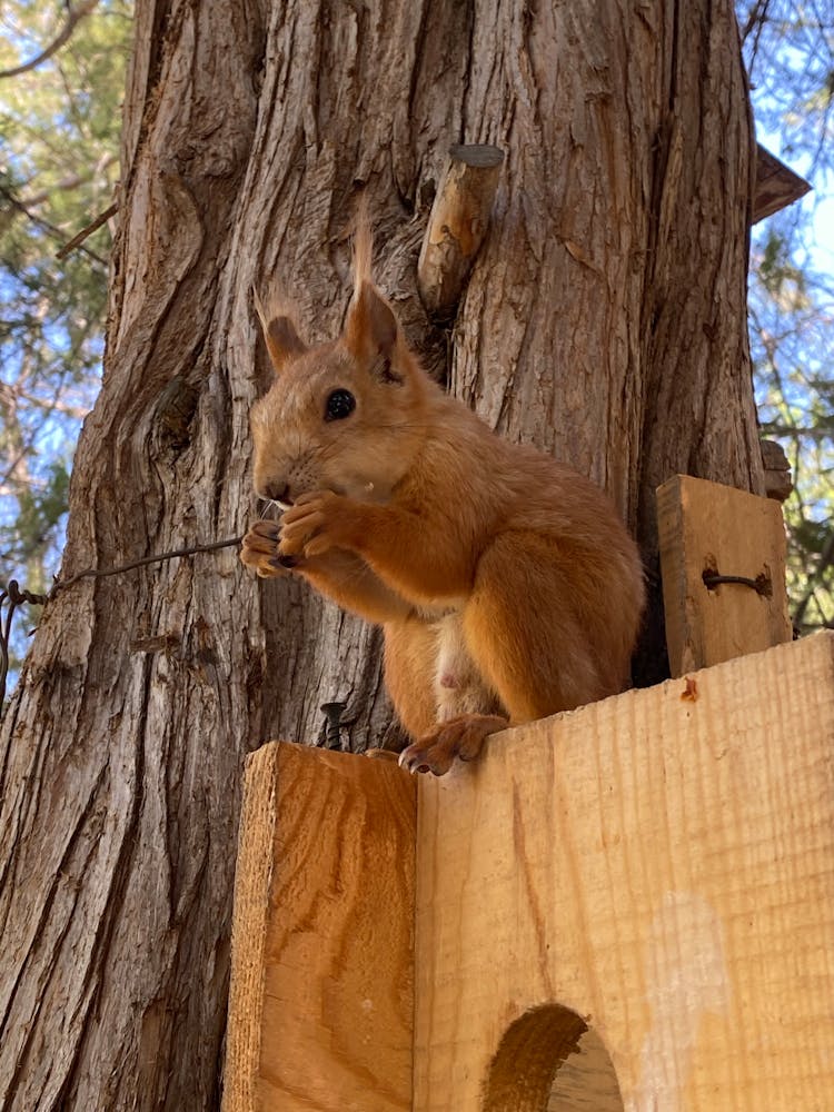 Squirrel Near Tree