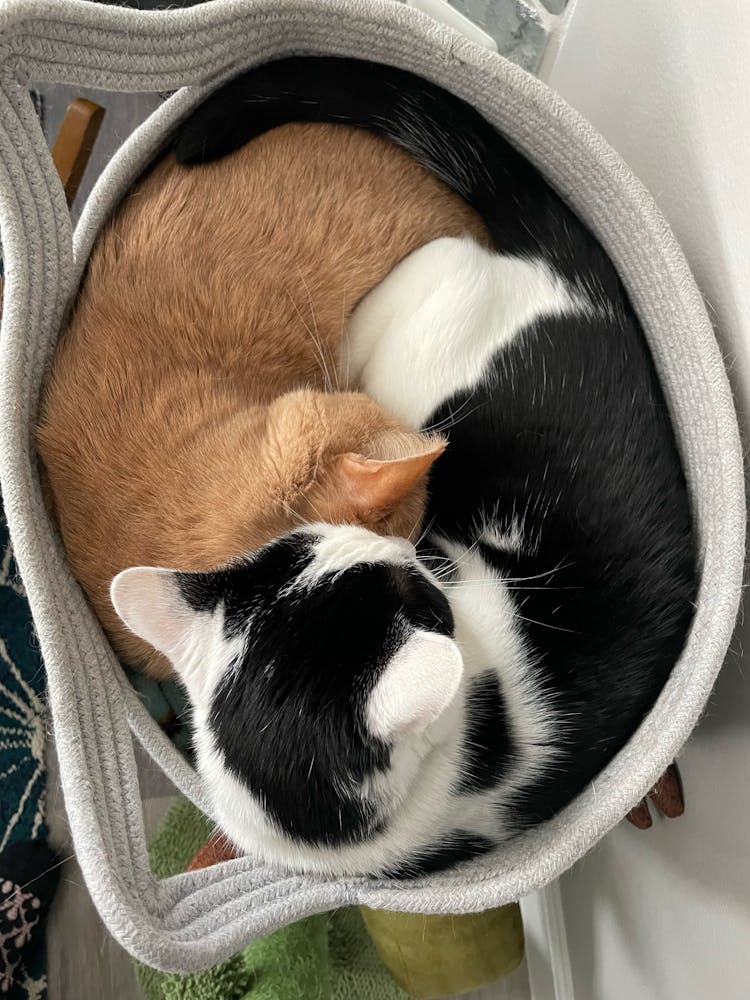 Cats Sleeping In Bag