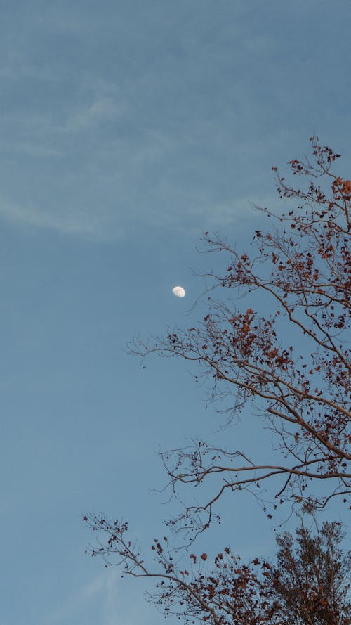 Základová fotografie zdarma na téma @ venku, hnědý strom, krásná obloha