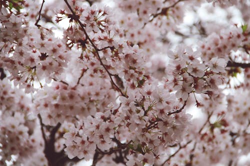 꽃, 바탕화면, 봄의 무료 스톡 사진