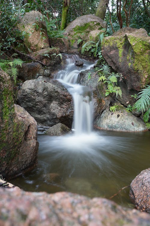 Kostnadsfri bild av botanisk trädgård, kinesisk trädgård, lugnt vatten