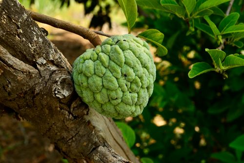 Free Vibrant green custard apple fruit on a tree in natural sunlight, showcasing fresh textures. Stock Photo