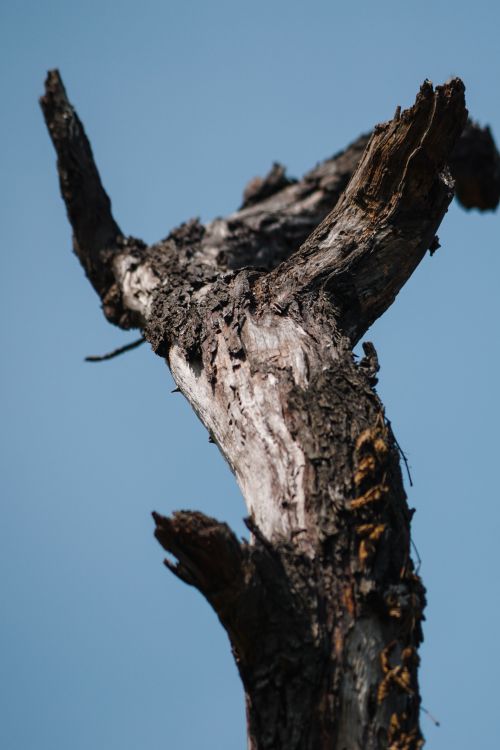 Free Close-up of a weathered tree stump with rough bark set against a clear blue sky. Stock Photo