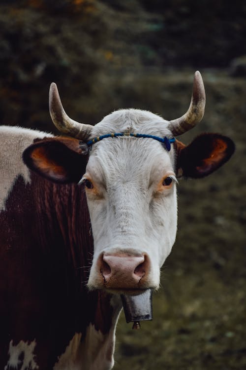 Základová fotografie zdarma na téma farma, hospodářská zvířata, kráva