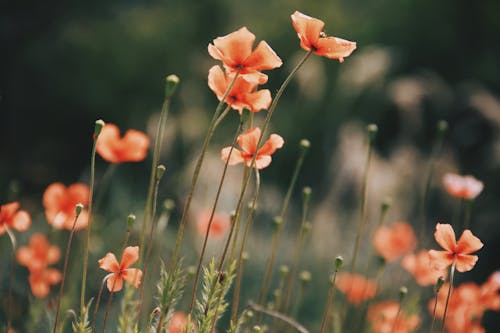 Selective Focus on Poppies