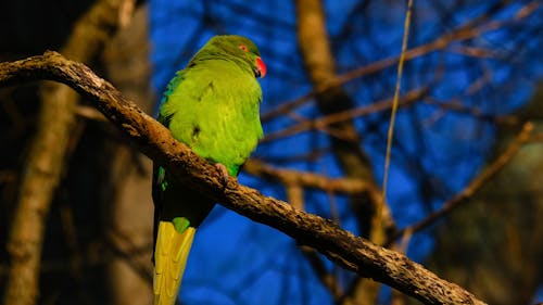 A Parrot Perching on a Branch