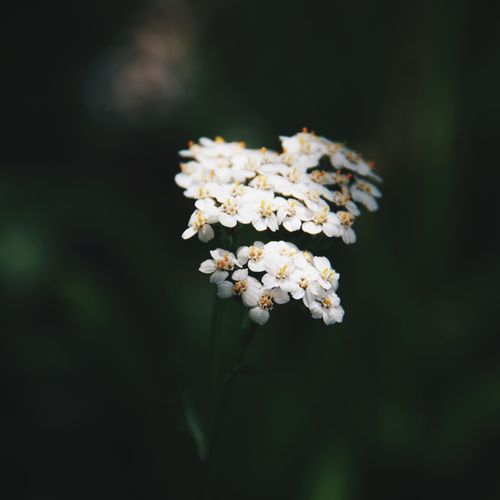 Free Delicate white alpine yarrow flowers blooming in natural light. Stock Photo