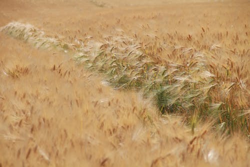 Foto stok gratis barley, bidang, musim panas