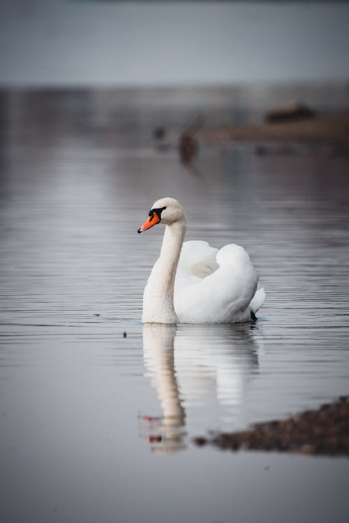 Swan Swimming on Water