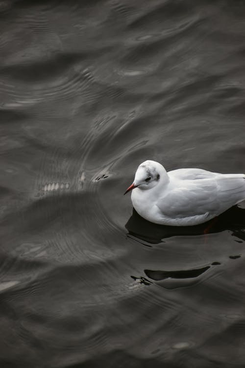 A Seagull in the Water