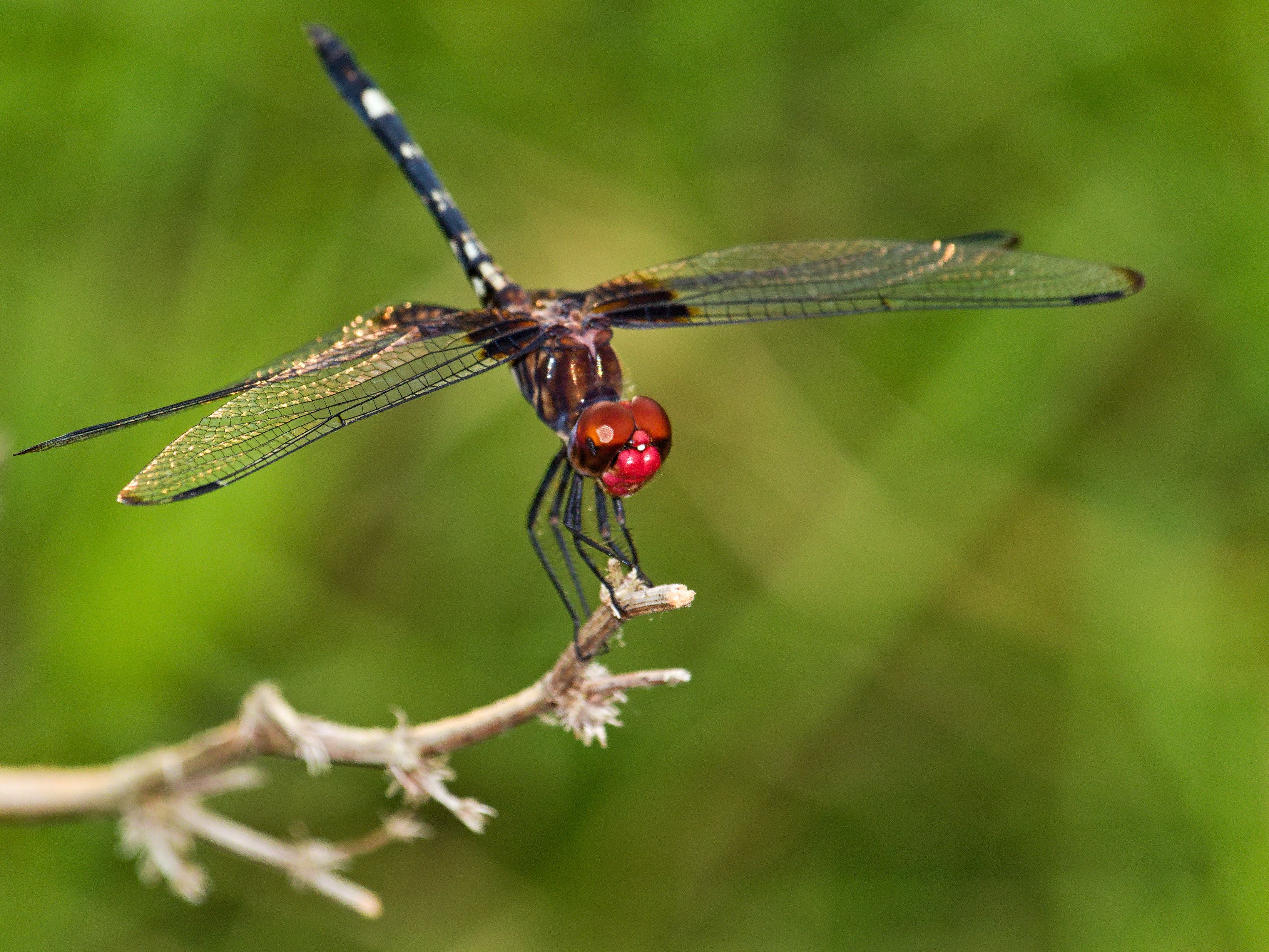 Close-up of a Dragonfly · Free Stock Photo