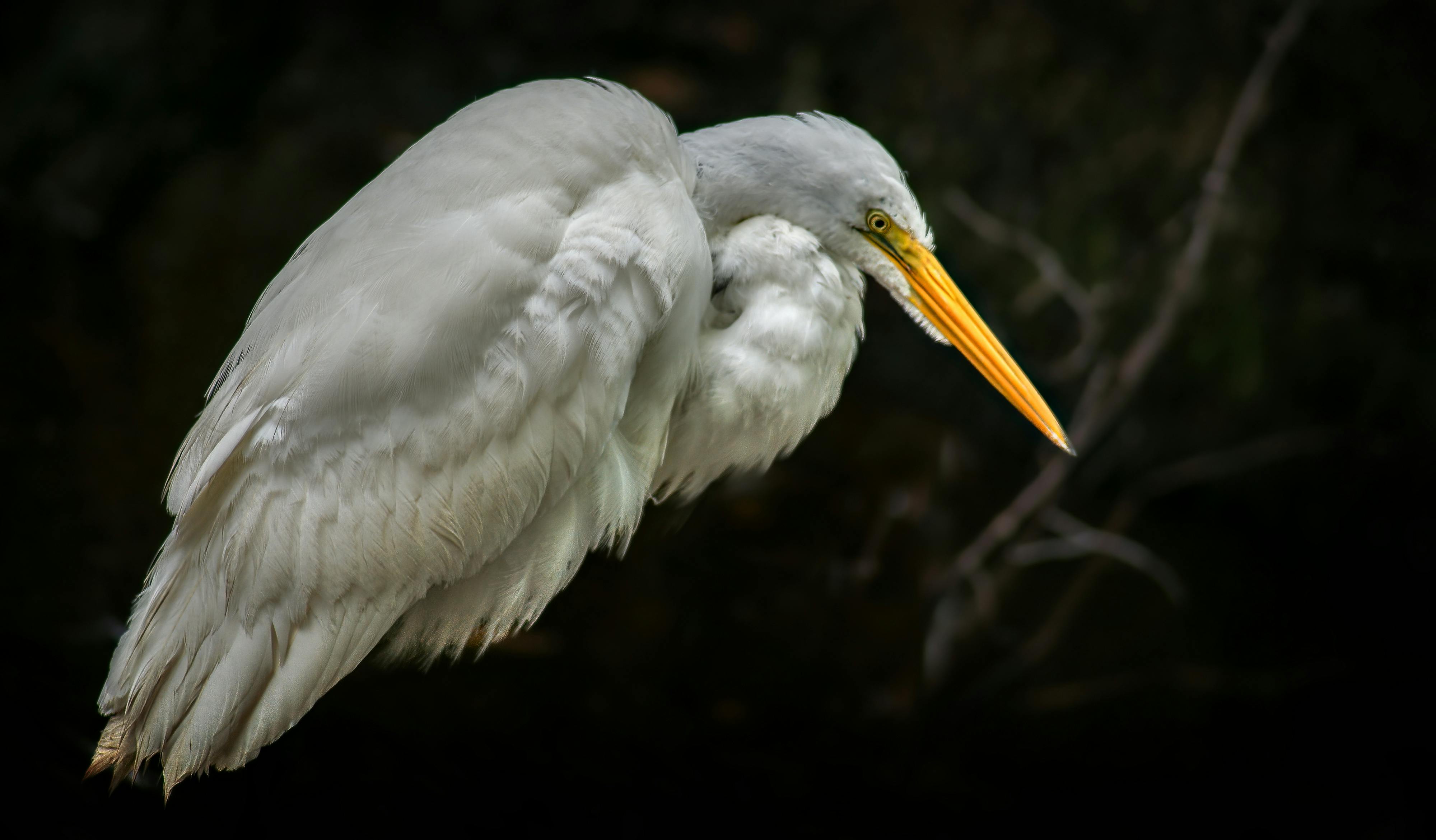Photo gratuite de aigrette, animal, eau, faune, héron blanc, marais, marécage, nature