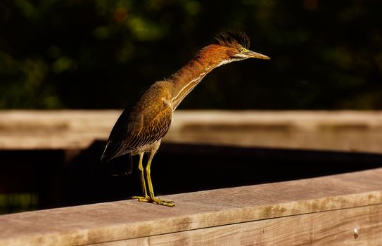 Close-up of a green heron perched on a wooden railing in the natural habitat.